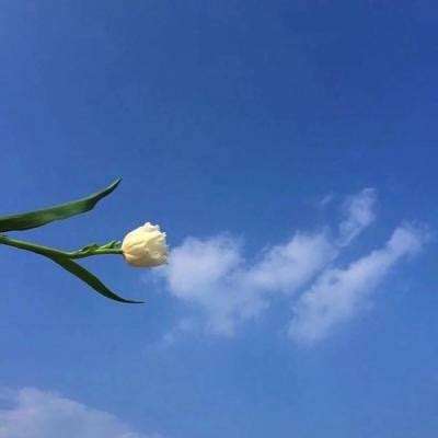 日向坂46与不可思议的图书室手游(暂未上线)v1.1.1 安卓版